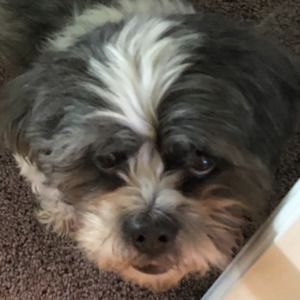 Meet your Posher, Abby